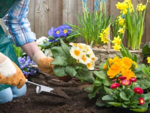 Natural Weed Control Methods for Organic Gardens